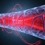 Vascular ED stem cells